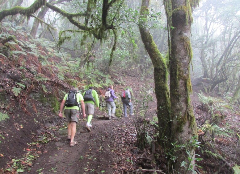 Picture 7 for Activity La Gomera: Garajonay National Park Forest Walk