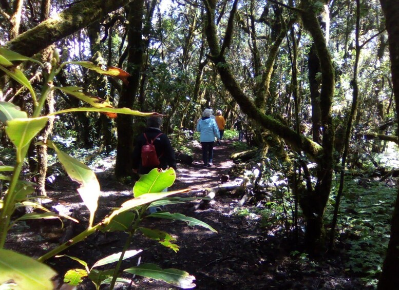 Picture 4 for Activity La Gomera: Garajonay National Park Forest Walk