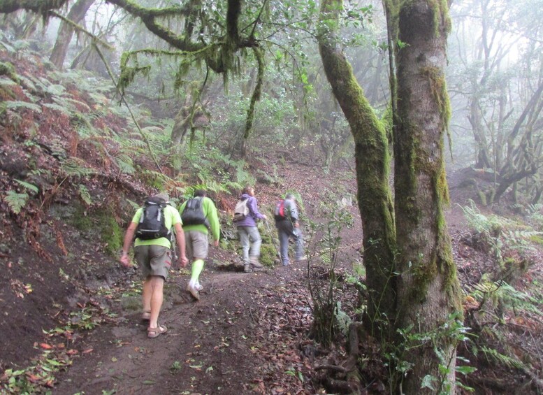 Picture 7 for Activity La Gomera: Garajonay National Park Forest Walk