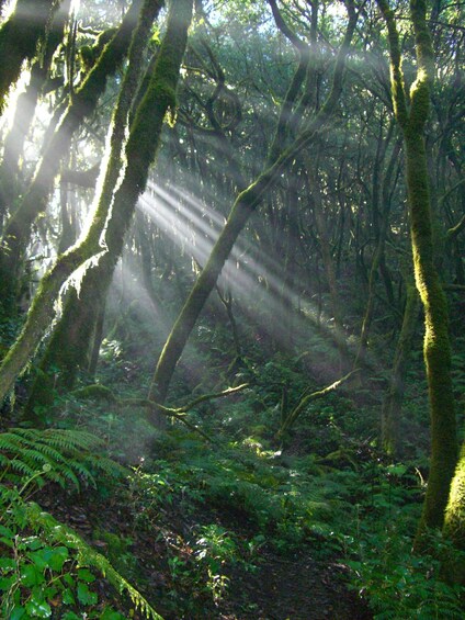 Picture 5 for Activity La Gomera: Garajonay National Park Forest Walk