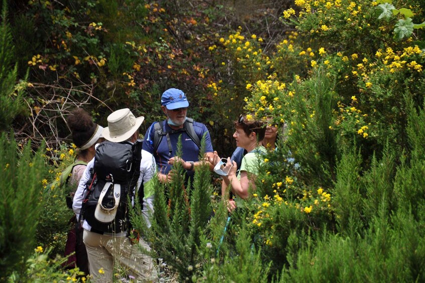 Picture 6 for Activity La Gomera: Garajonay National Park Forest Walk