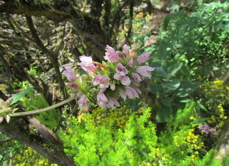 Picture 3 for Activity La Gomera: Garajonay National Park Forest Walk