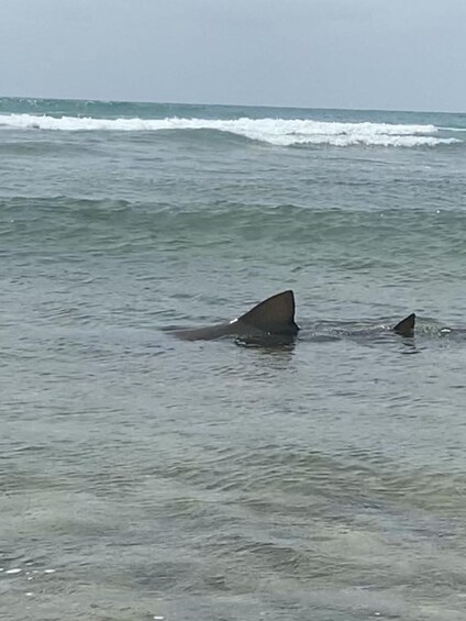 Picture 2 for Activity Sal Island: Walk with lemon sharks (Finnish guide)