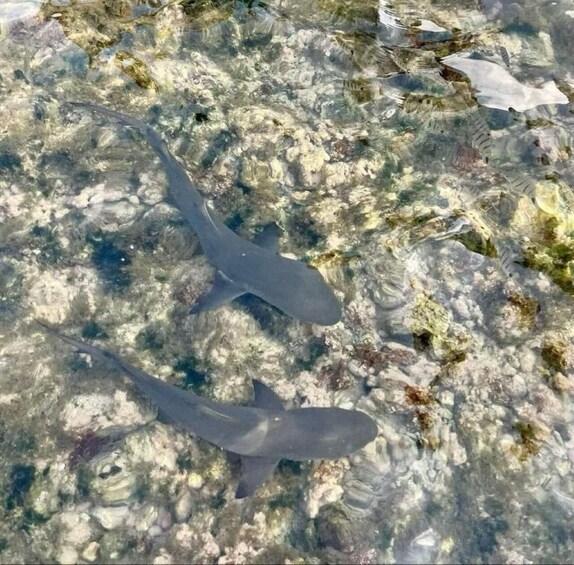 Picture 1 for Activity Sal Island: Walk with lemon sharks (Finnish guide)