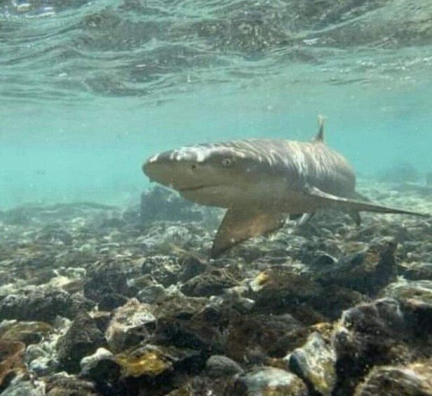 Picture 3 for Activity Sal Island: Walk with lemon sharks (Finnish guide)