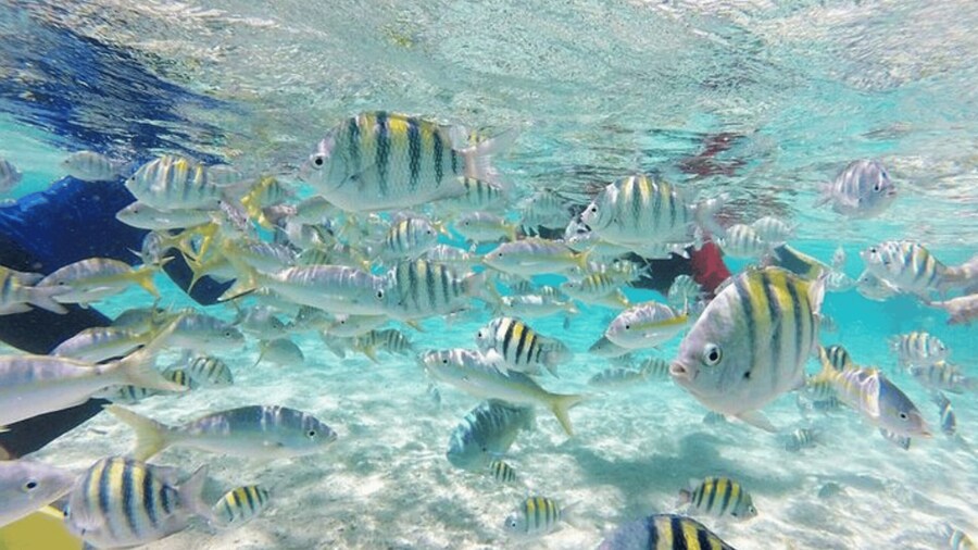 Cayo Arena: Paradise Island Tour Sosua o Cabarete