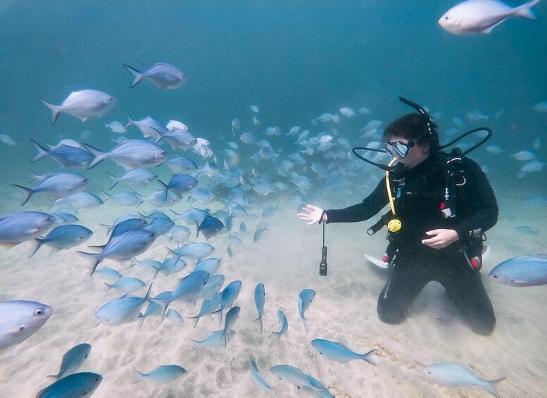 Picture 6 for Activity From Leigh: Goat Island Try Scuba Diving Experience