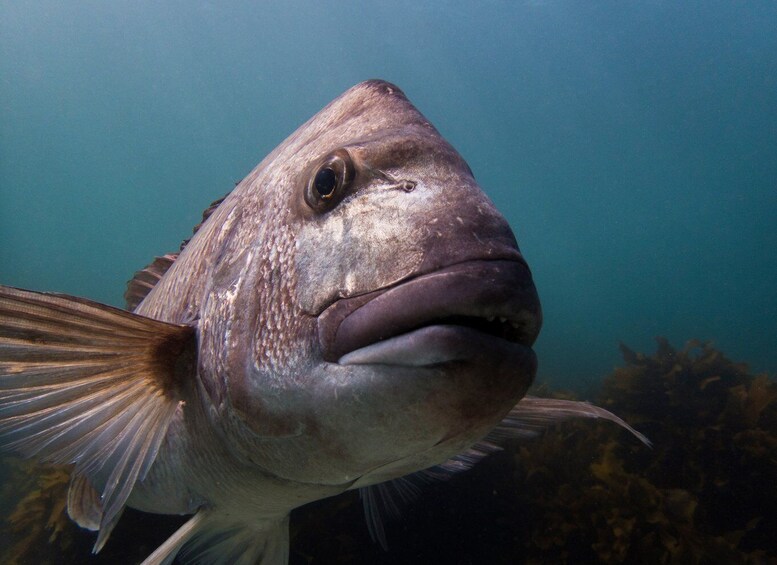 Picture 3 for Activity From Leigh: Goat Island Try Scuba Diving Experience