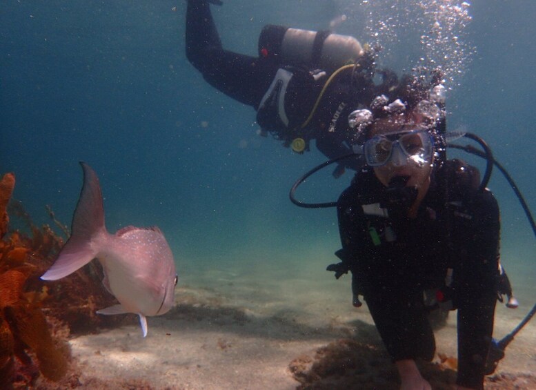 Picture 5 for Activity From Leigh: Goat Island Try Scuba Diving Experience