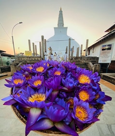 Sri Lanka Ancien Temple, Faune, Hill Country Train