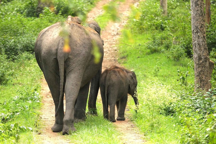 Picture 21 for Activity Sri Lanka ancient temple, wildlife, hill country train