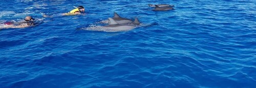 Full Day Dolphins Watching Ile aux Benitiers & Crystal Rock