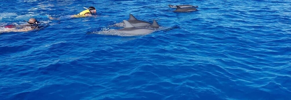 Full Day Dolphins Watching Ile aux Benitiers & Crystal Rock