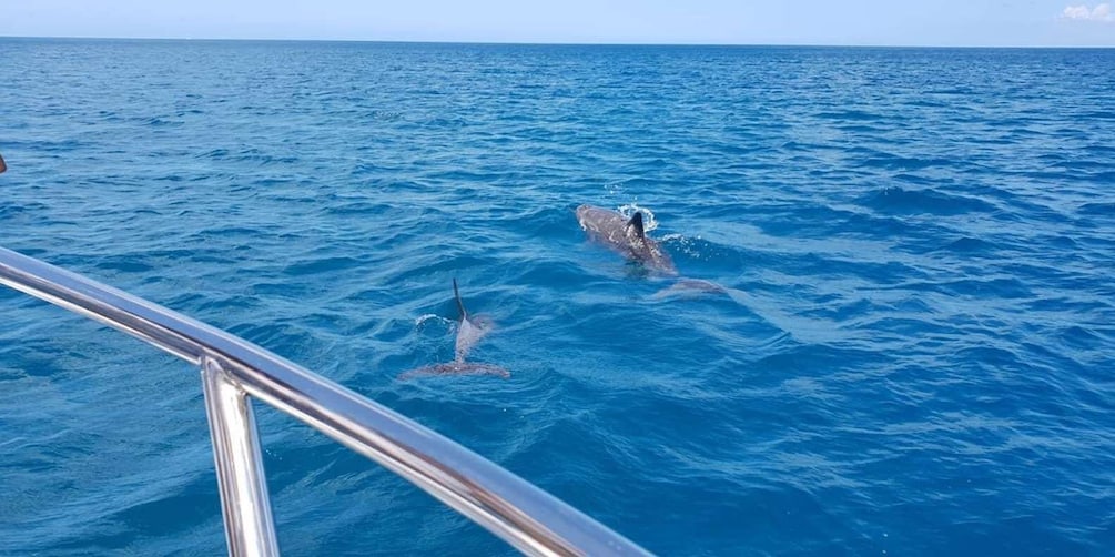 Picture 2 for Activity Full Day Dolphins Watching Ile aux Benitiers & Crystal Rock