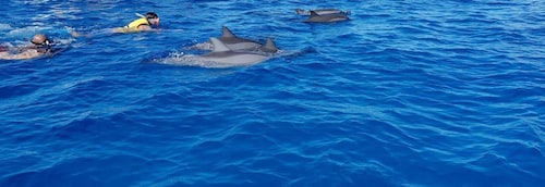 Full Day Dolphins Watching Ile aux Benitiers & Crystal Rock