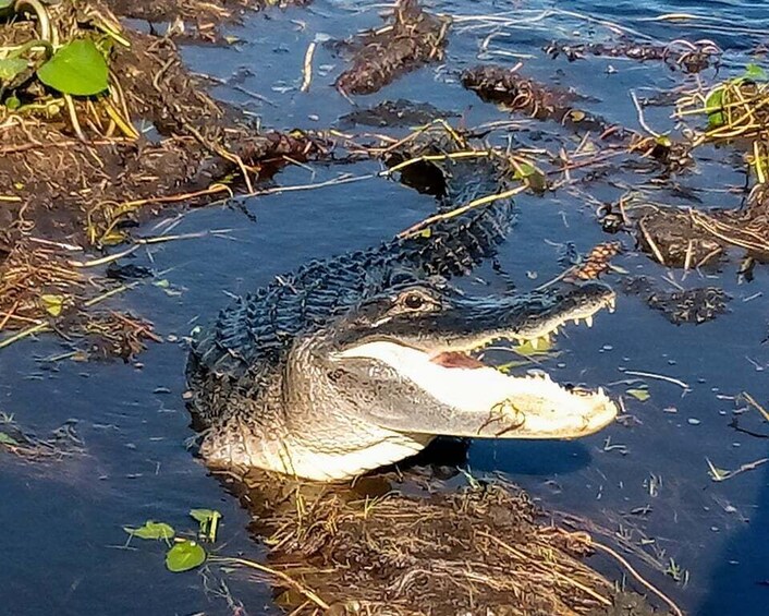 Picture 3 for Activity From Miami: Everglades Tour w/ Wet Walk, Boat Trips, & Lunch