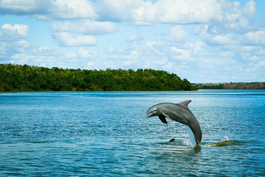 Picture 1 for Activity From Miami: Everglades Tour w/ Wet Walk, Boat Trips, & Lunch