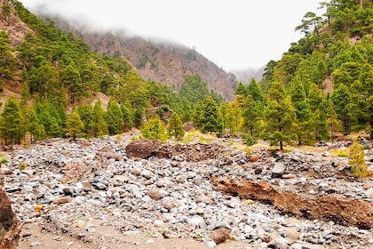 La Palma: Caldera de Taburiente National Park Guided Hike