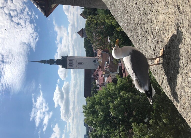 Picture 1 for Activity Iconic Old town Tallinn