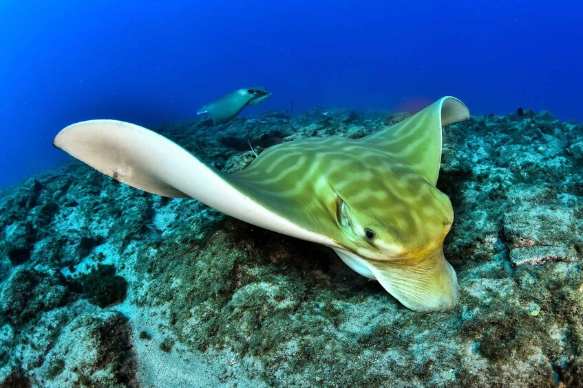 Picture 7 for Activity Tenerife: 2-Dive Private Scuba Discovery Course