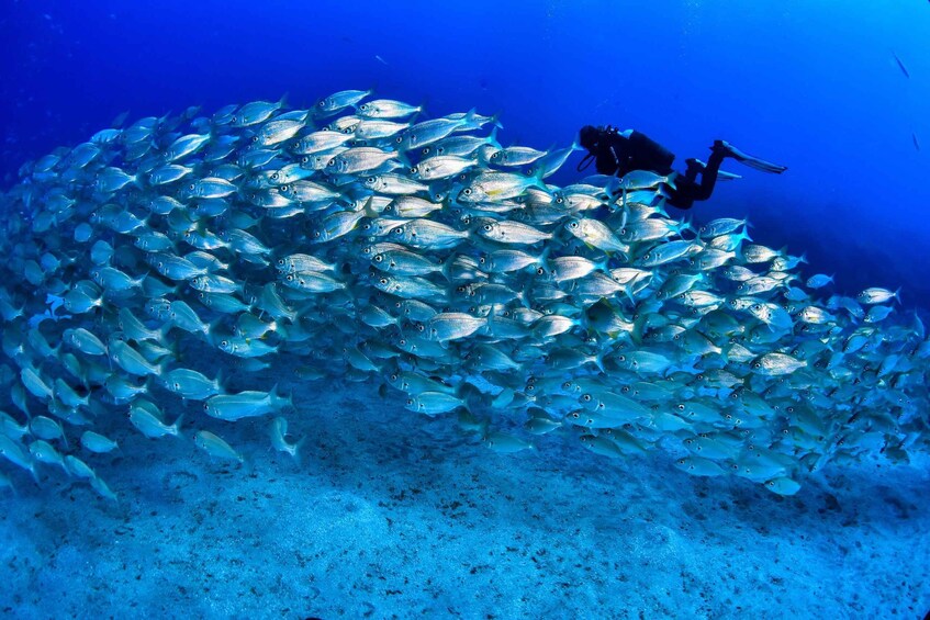 Picture 8 for Activity Tenerife: 2-Dive Private Scuba Discovery Course