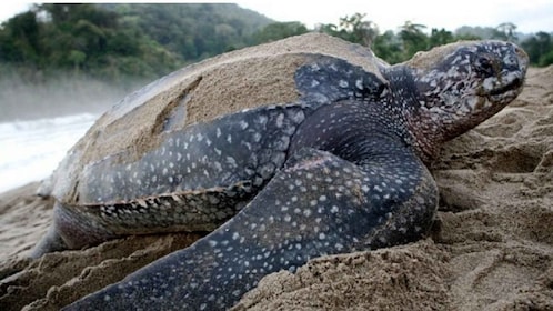 Trinidad: Maturas Reise zur Schildkrötenbeobachtung