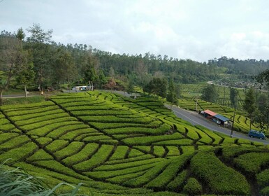 Day Trip White Crater Ciwidey Bandung All In - Tour Guide