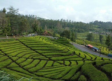 Day Trip White Crater Ciwidey Bandung All In - Tour Guide