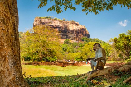 Private Sigiriya and Dambulla Day Tour from Hikkaduwa