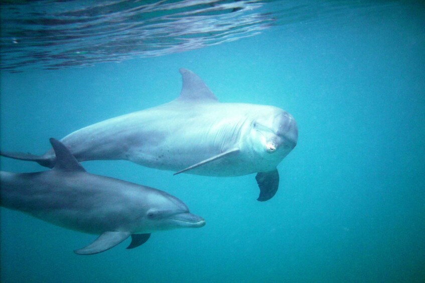 Picture 2 for Activity Diani Beach: Kisite Marine Park Dhow & Snorkeling with Lunch