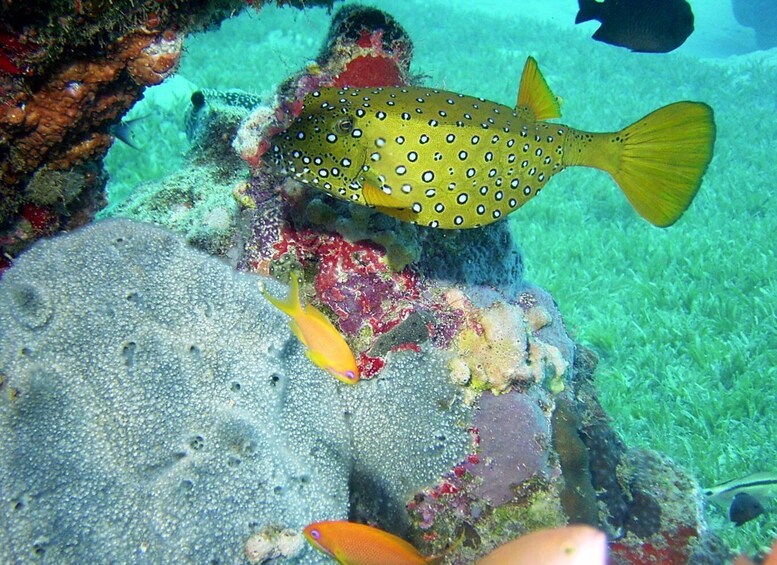 Picture 4 for Activity Diani Beach: Kisite Marine Park Dhow & Snorkeling with Lunch