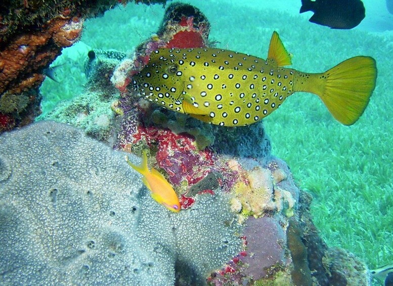 Picture 4 for Activity Diani Beach: Kisite Marine Park Dhow & Snorkeling with Lunch