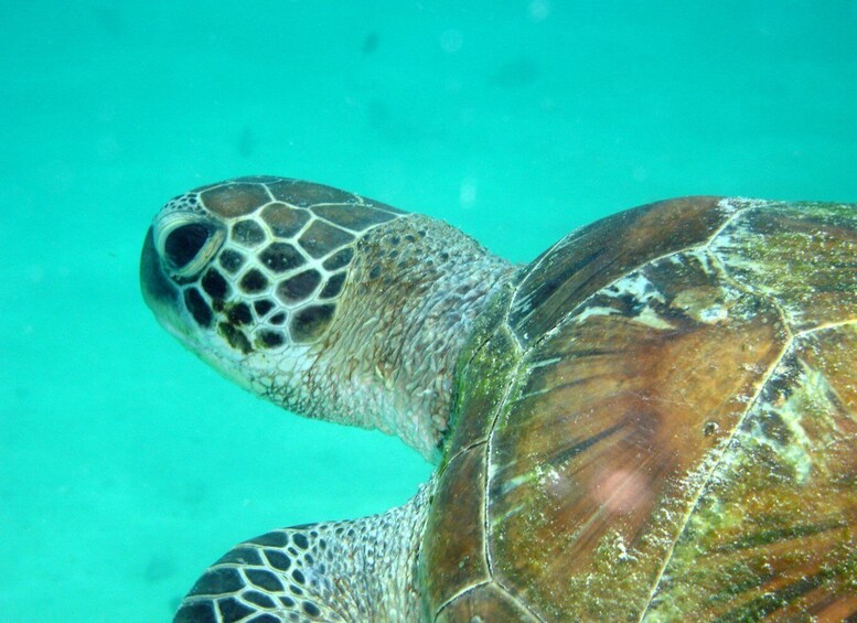 Picture 5 for Activity Diani Beach: Kisite Marine Park Dhow & Snorkeling with Lunch