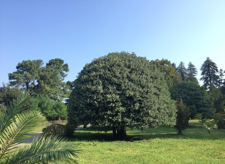 Picture 15 for Activity From Kutaisi: Batumi, Petra Fortress and Botanical garden