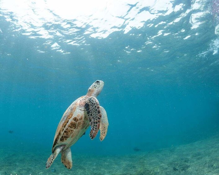 Picture 8 for Activity Muscat: Daymaniyat Islands Snorkeling Tour with BBQ Lunch