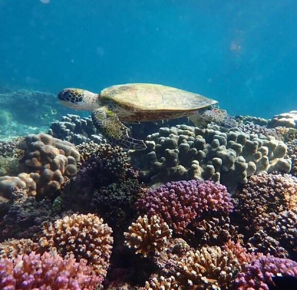 Picture 1 for Activity Muscat: Daymaniyat Islands Snorkeling Tour with BBQ Lunch