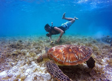 Mascate : plongée en apnée dans les îles Daymaniyat excursion avec déjeuner...