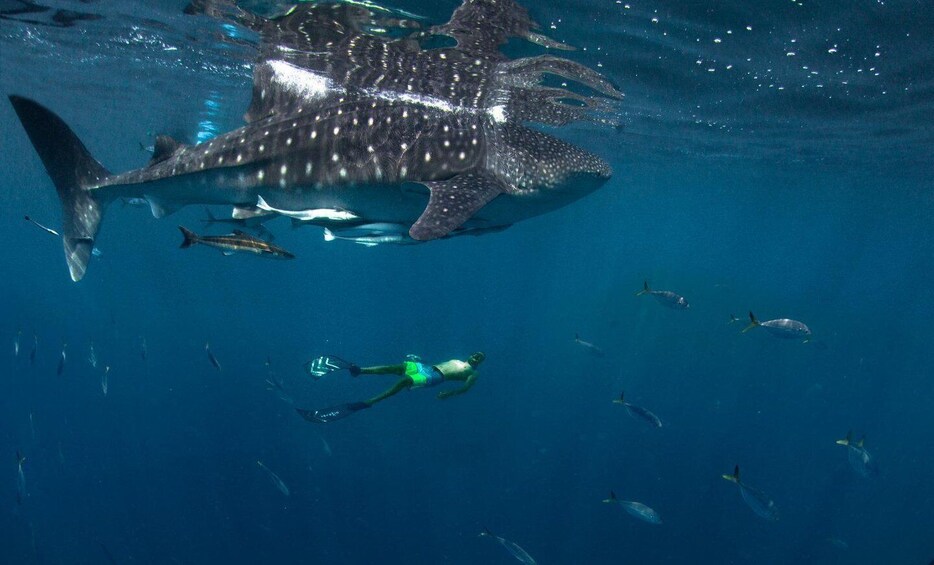 Picture 9 for Activity Muscat: Daymaniyat Islands Snorkeling Tour with BBQ Lunch