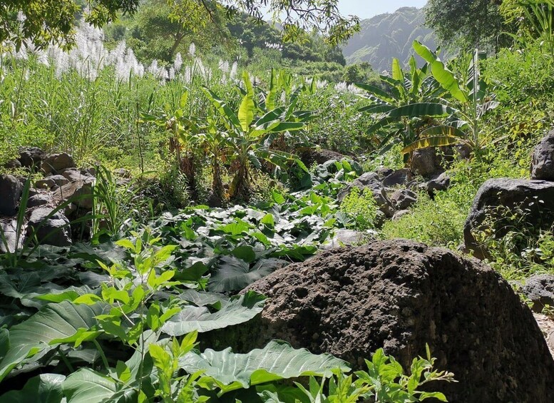 Picture 3 for Activity Hiking Gongon Valley