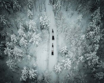 Rovaniemi: paseo diurno en trineo de renos