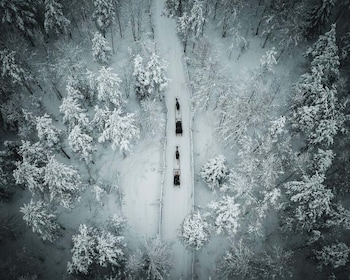 Rovaniemi: paseo diurno en trineo de renos