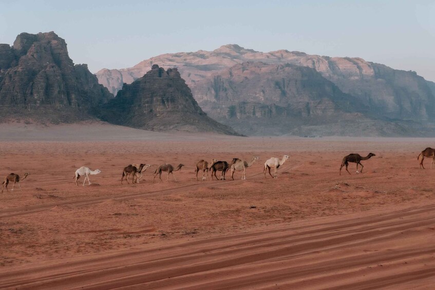 5 Day Yoga Journey in Jordan: Petra * Wadi Rum * Red Sea