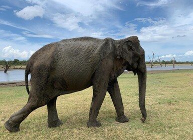 ベントータ発ウダワラウェ国立公園ワイルドライフ・サファリ