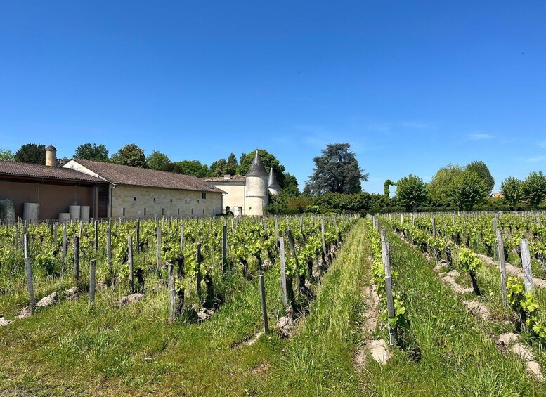 Picture 6 for Activity Libourne : visite et dégustation de vin au cœur de Libourne