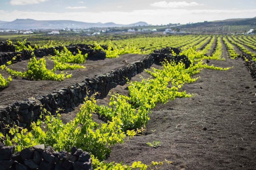 Picture 4 for Activity Lanzarote: Journey to the World of EL GRIFO