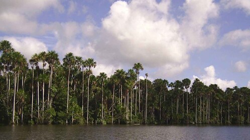 Tour a tambopata: aventura amazónica 3D/2N