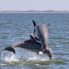 Cocoa Beach: Private 2-Hour Dolphin Sightseeing Tour