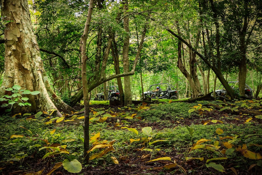 Guided UTV Ride to Jorullo Bridge