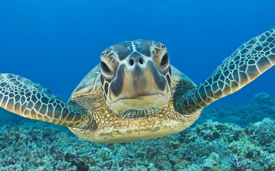 Picture 10 for Activity Liveaboard Komodo Tour 3 Days Private Boat - Island Hopping