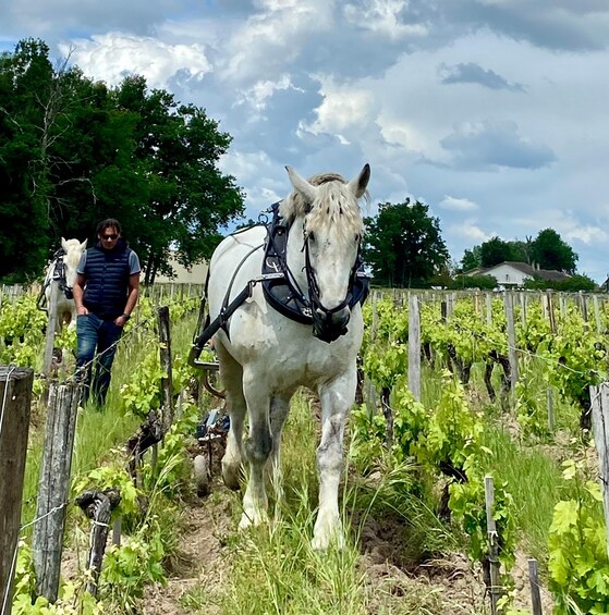 Picture 3 for Activity Exploration Oenologique au Château Labrie St Emilion GC